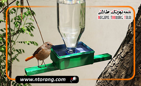 ساخت آبخوری در خانه برای پروش پرندگان خانگی